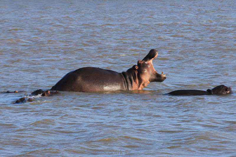 zuid-afrika st lucia nijlpaarden