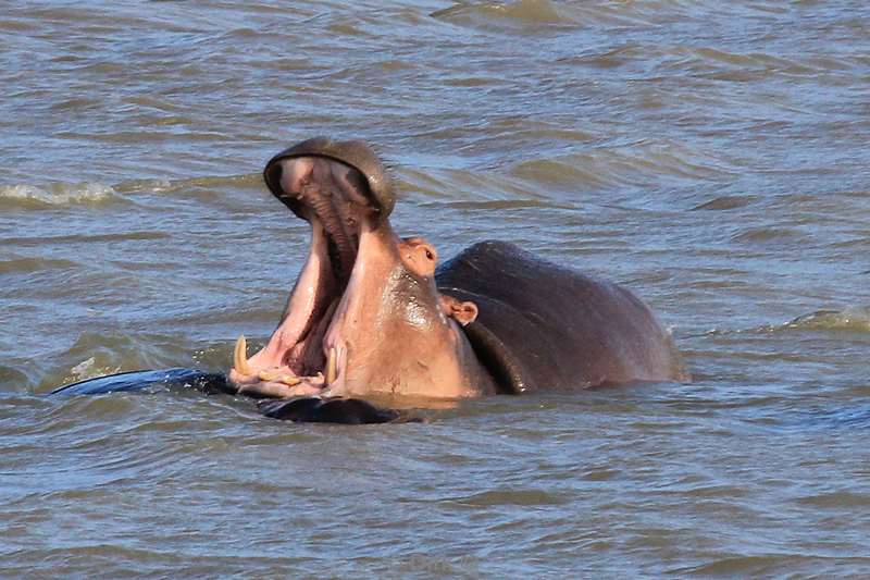 zuid-afrika st lucia nijlpaarden