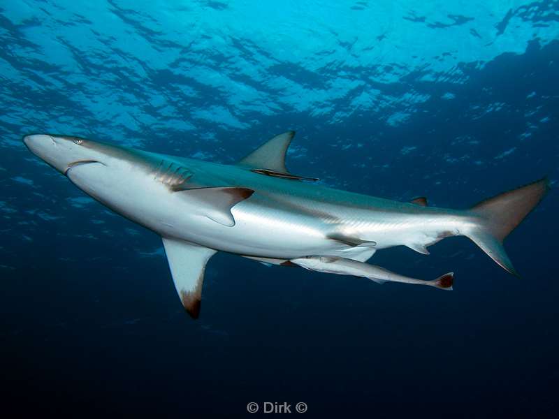 duiken zuid-afrika cean blacktip shark