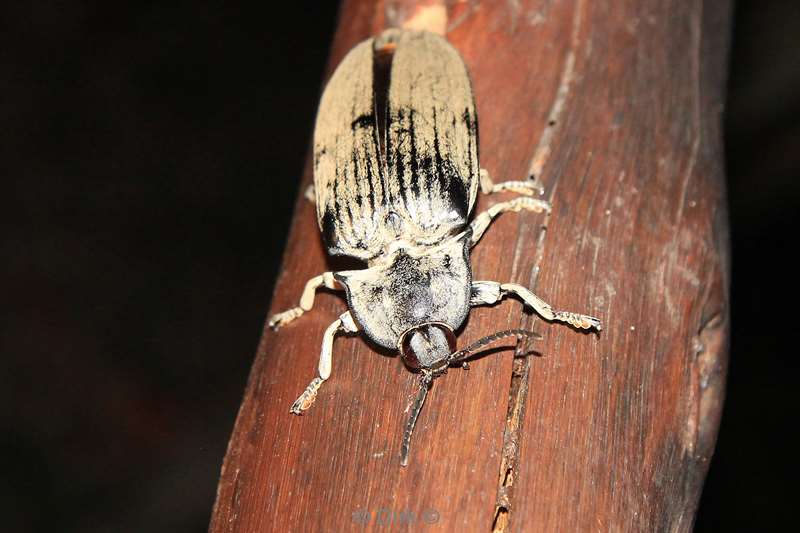 south africa bug pezulu treehouse lodge guernsey conservancy