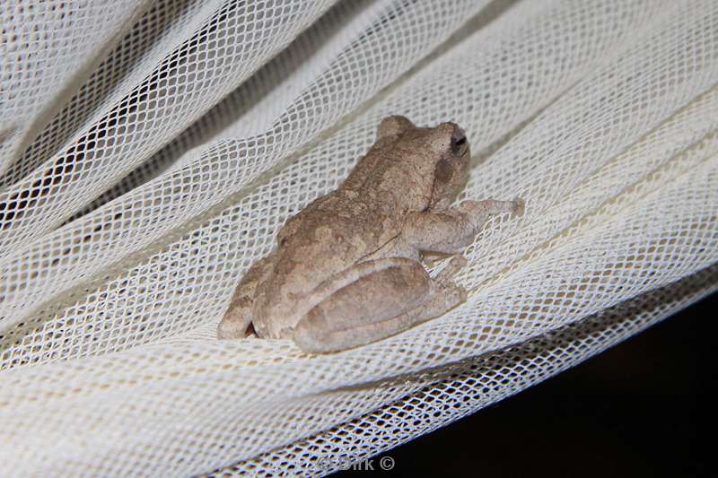 south africa treefrog pezulu treehouse lodge guernsey conservancy