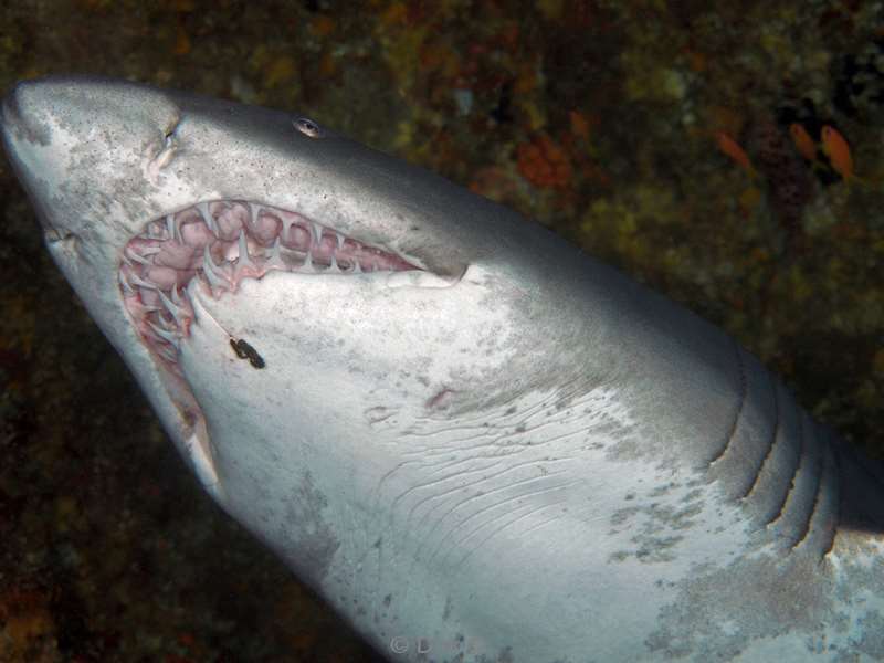 diving south africa ragged tooth shark
