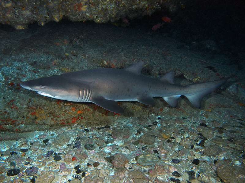 duiken zuid-afrika ragged tooth shark