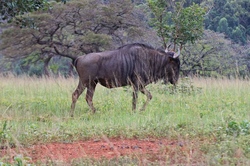 swasiland wildpark mlilwane gnoes wildebeest