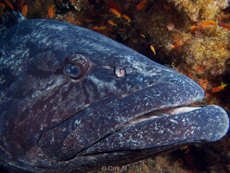 diving south africa grouper