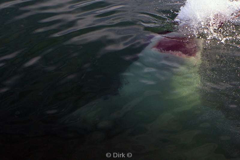 zuid-afrika witte haai great white shark