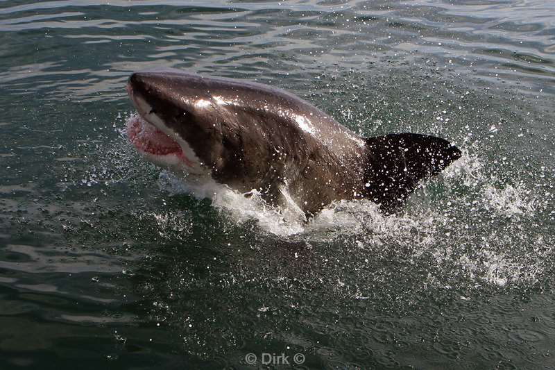 zuid-afrika witte haai great white shark
