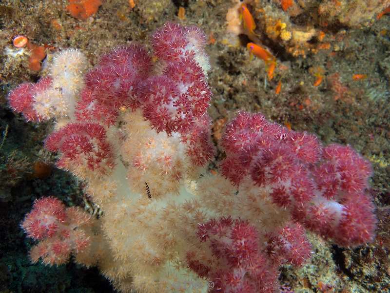 diving south africa soft coral