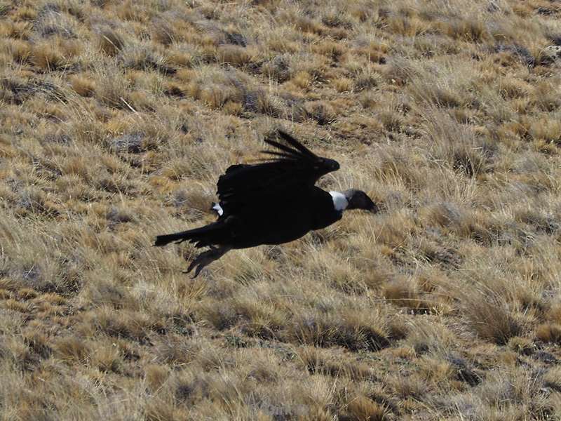 argentinie condor met dode guanaco