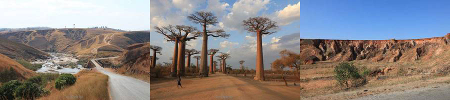 madagaskar baobab bomen morondava manambato