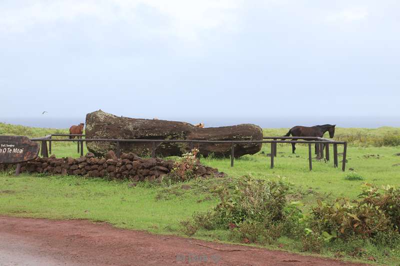 paaseiland moai beelden akahanga