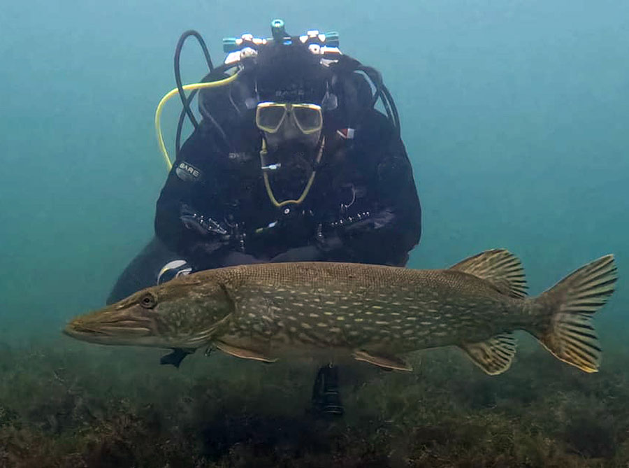 snoek duiker put van Ekeren