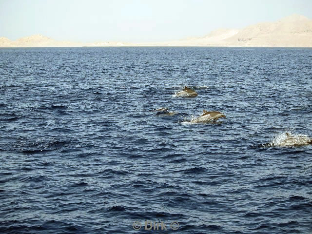 duiken diving in Egypte Sharm El Sheikh